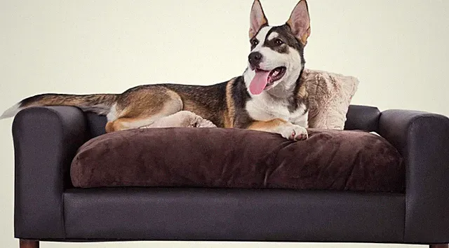 Premium Leatherette Pets Sofa, Espresso, Medium/Large