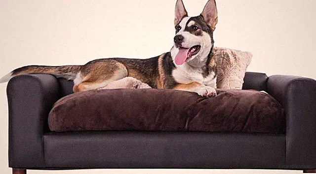 Premium Leatherette Pets Sofa, Espresso, Medium/Large